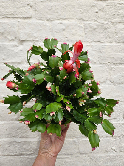 Schlumbergera truncata &