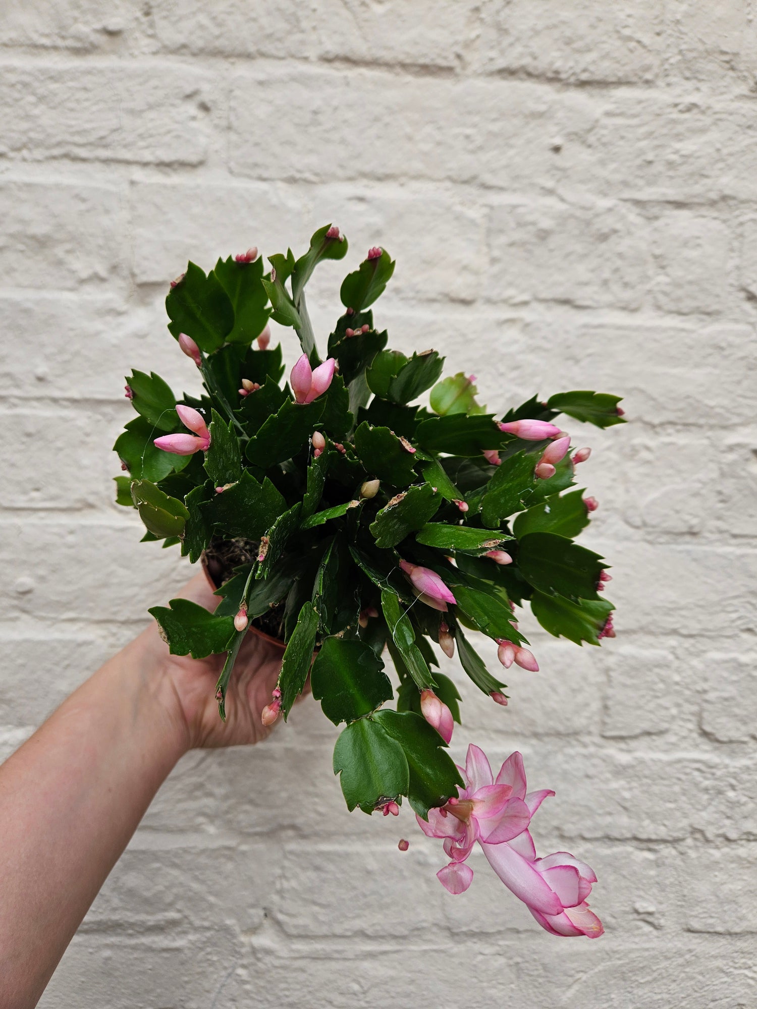 Schlumbergera truncata &