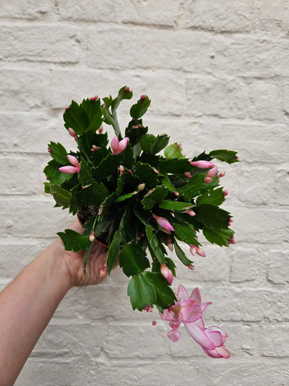 Schlumbergera truncata &