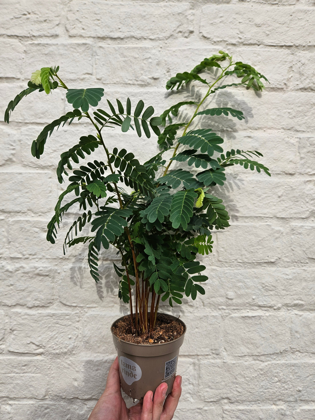 Tamarindus indica (Tamarind)