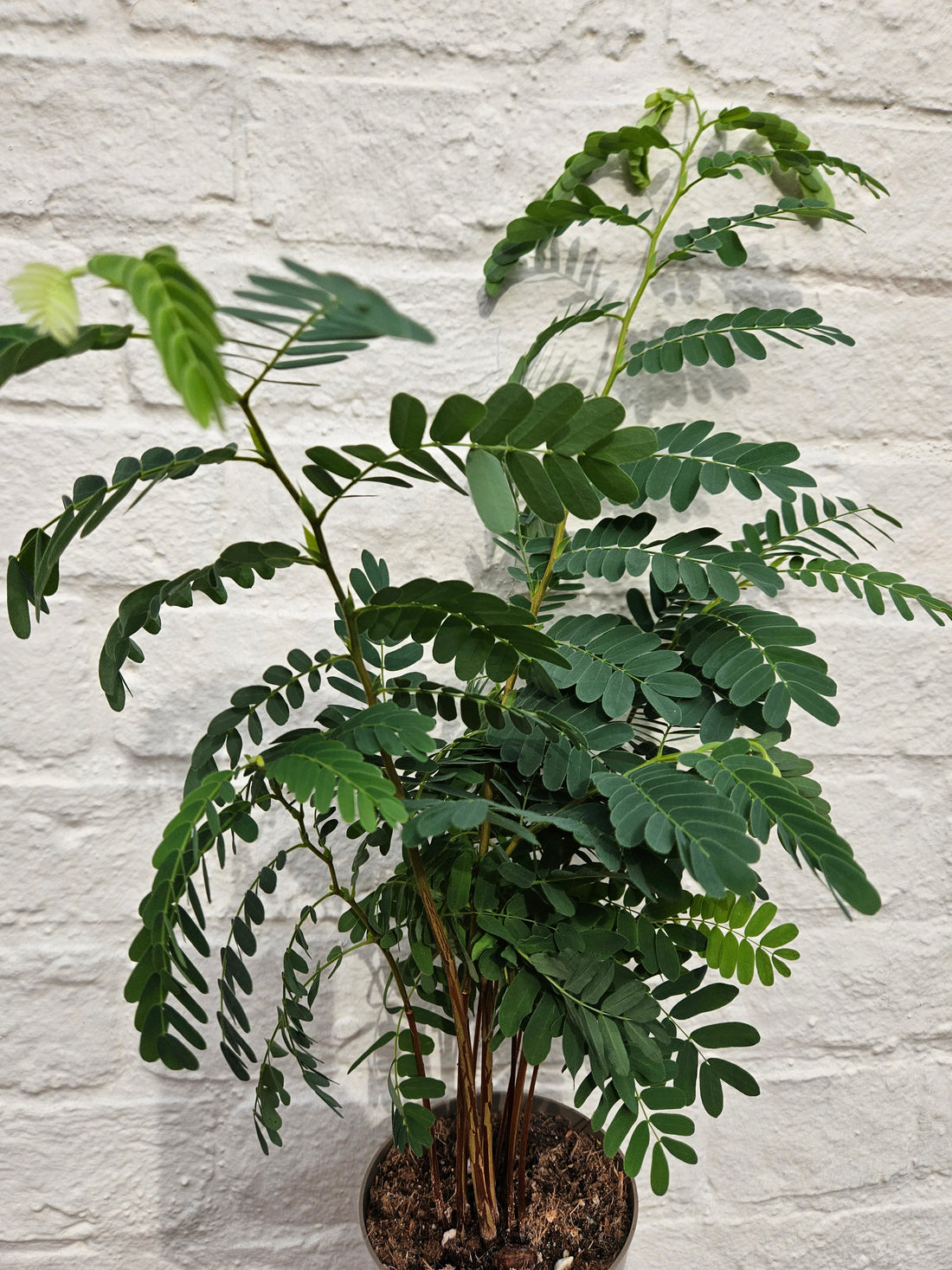 Tamarindus indica (Tamarind)