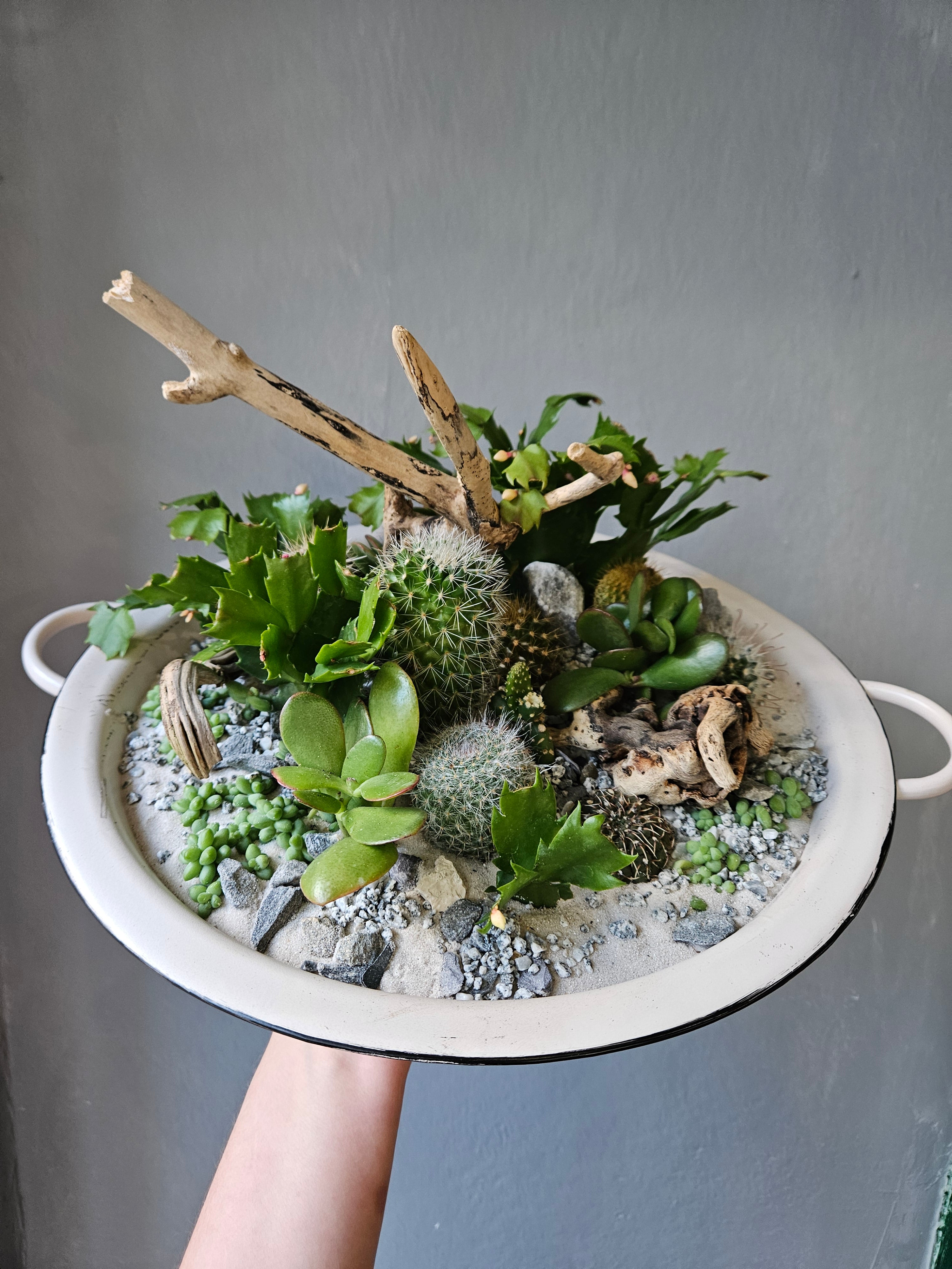 Open Terrarium Planted metal bowl with handles
