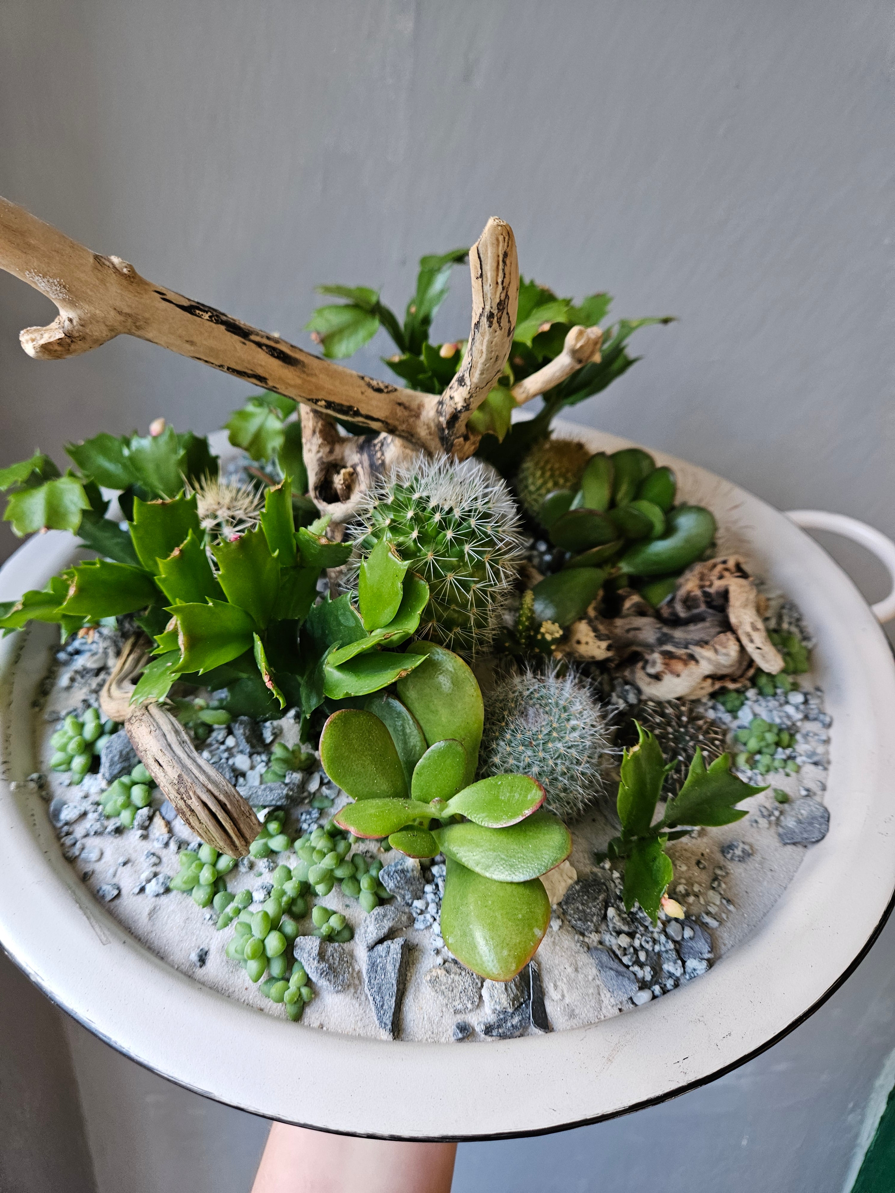 Open Terrarium Planted metal bowl with handles
