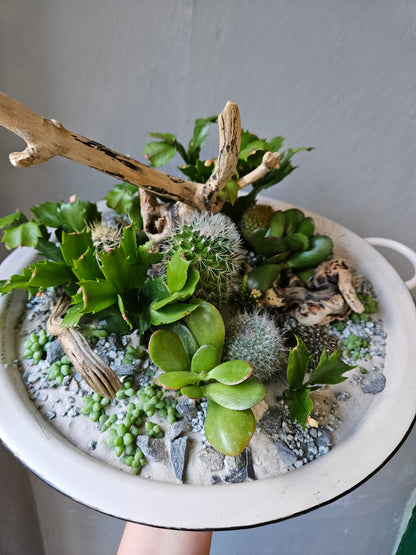 Open Terrarium Planted metal bowl with handles
