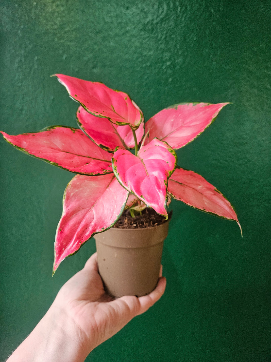 Aglaonema &