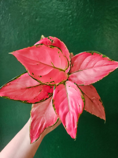 Aglaonema &