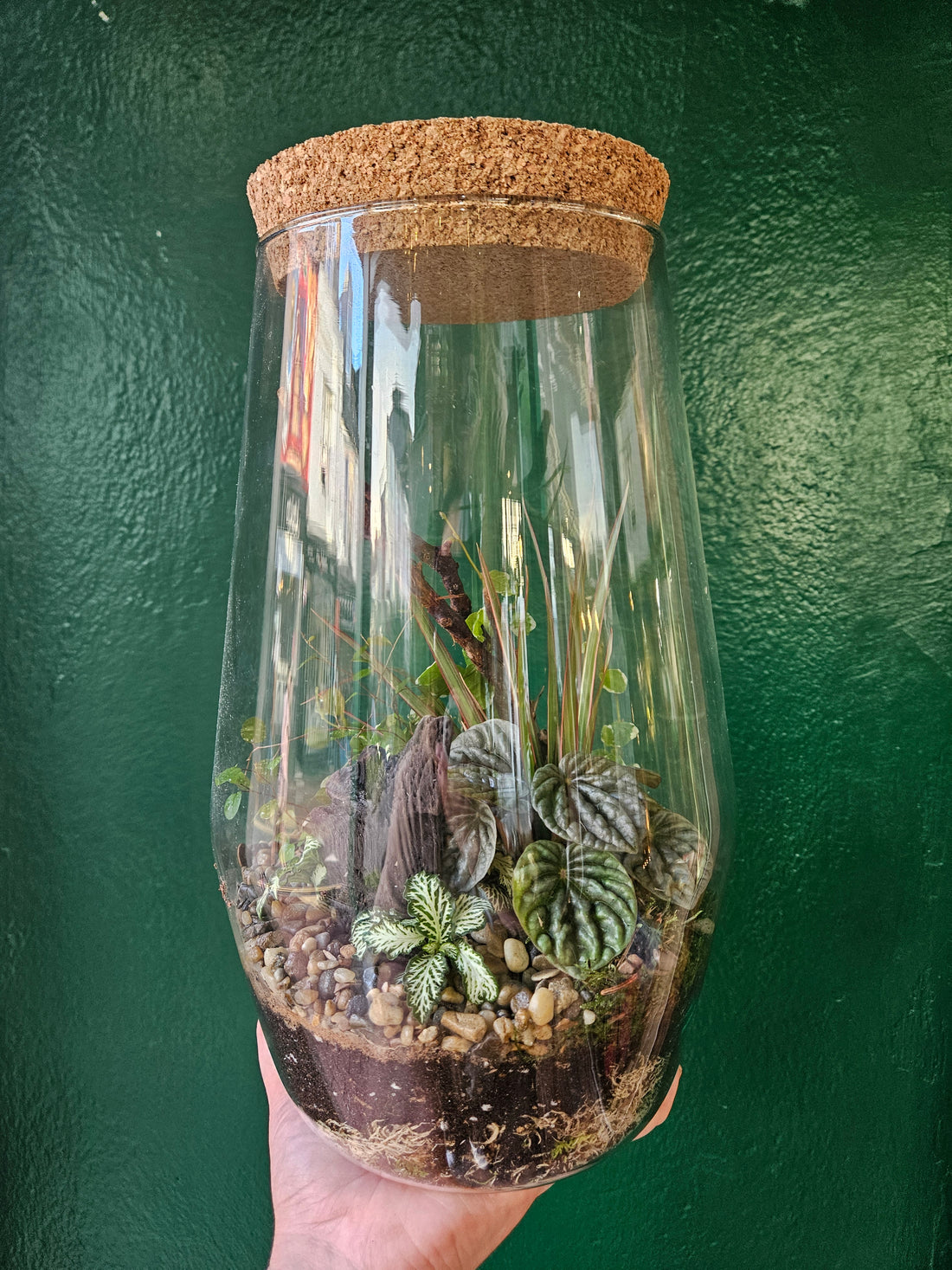 Tapered Glass Terrarium