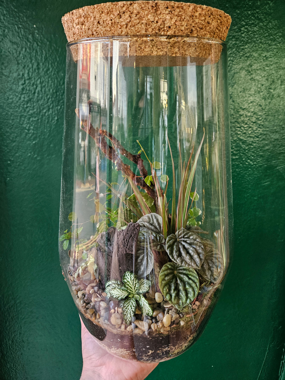 Tapered Glass Terrarium