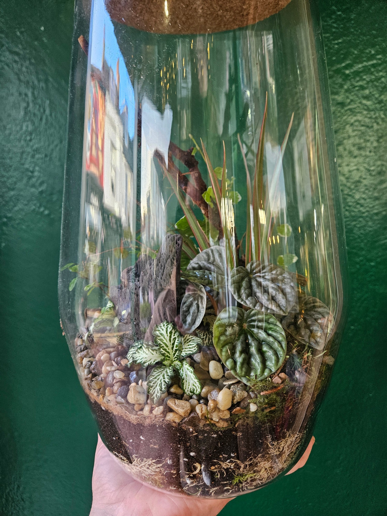 Tapered Glass Terrarium