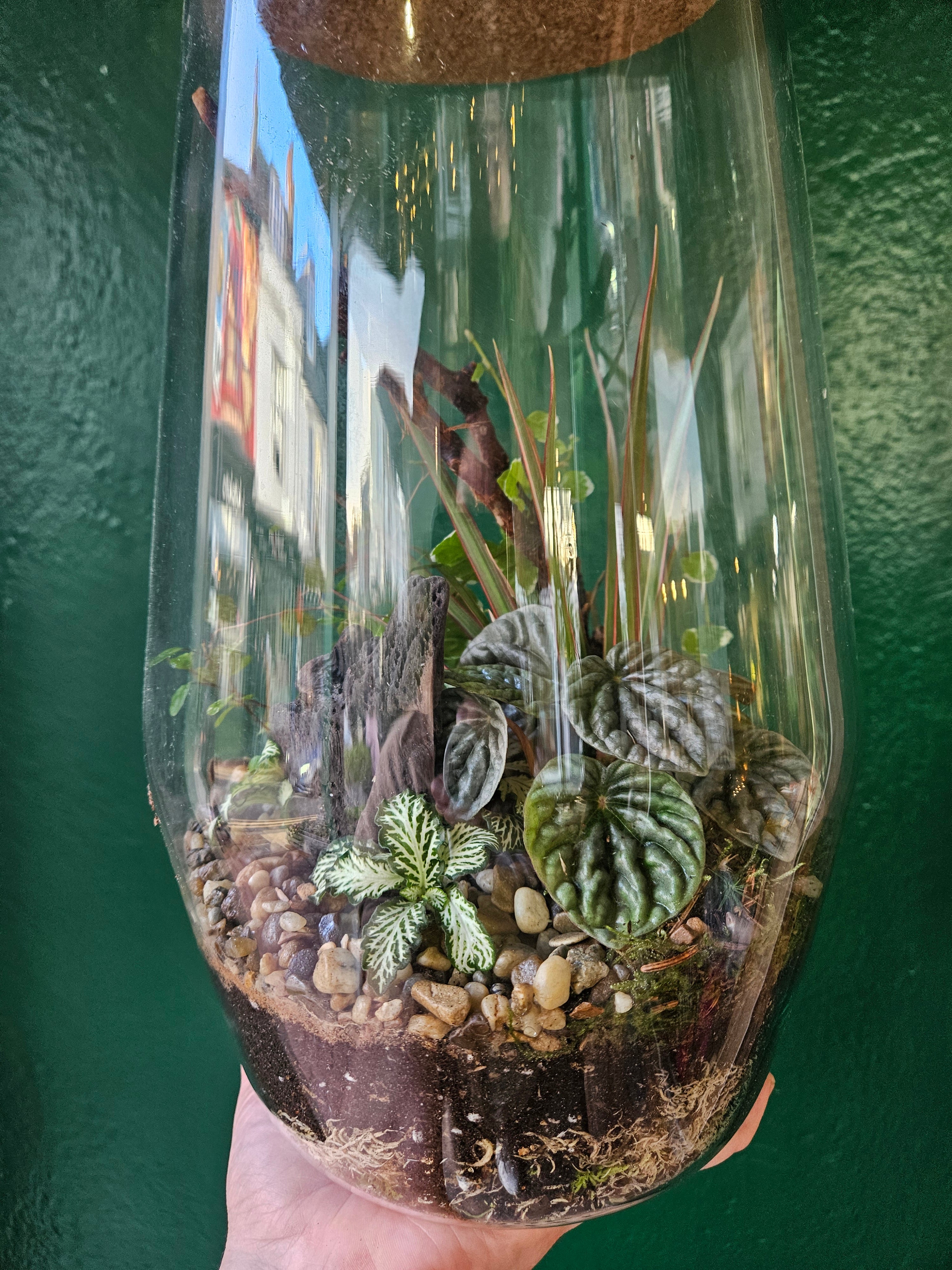 Tapered Glass Terrarium