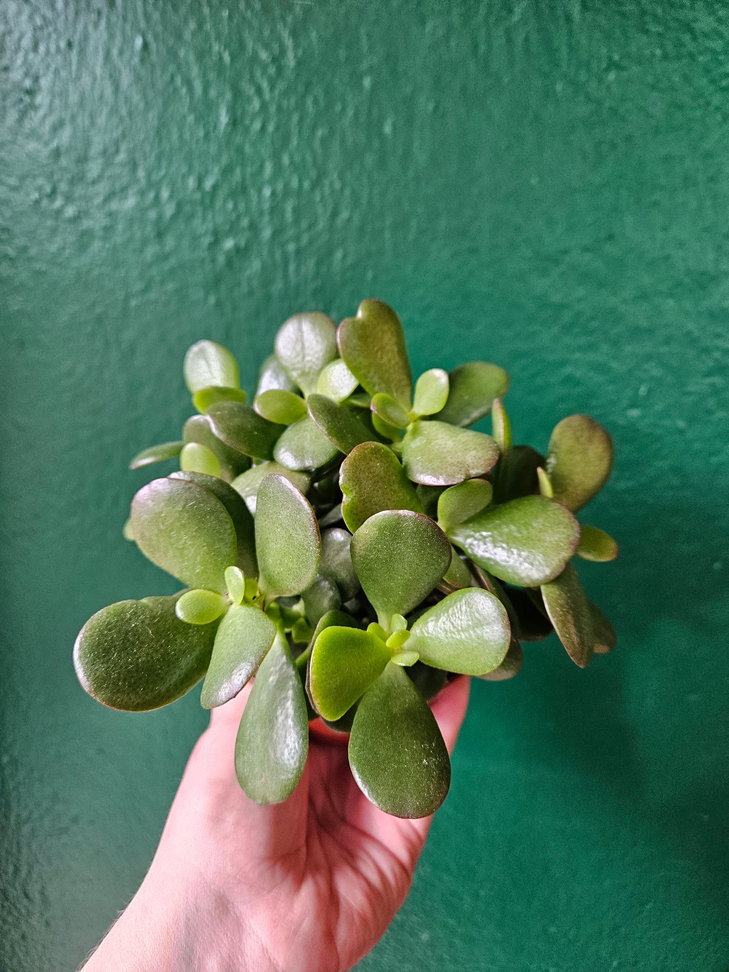 Crassula ovata &