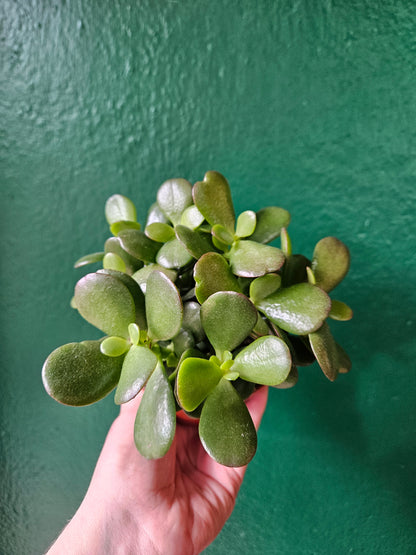 Crassula ovata &