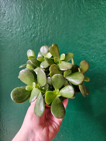 Crassula ovata (Jade plant)