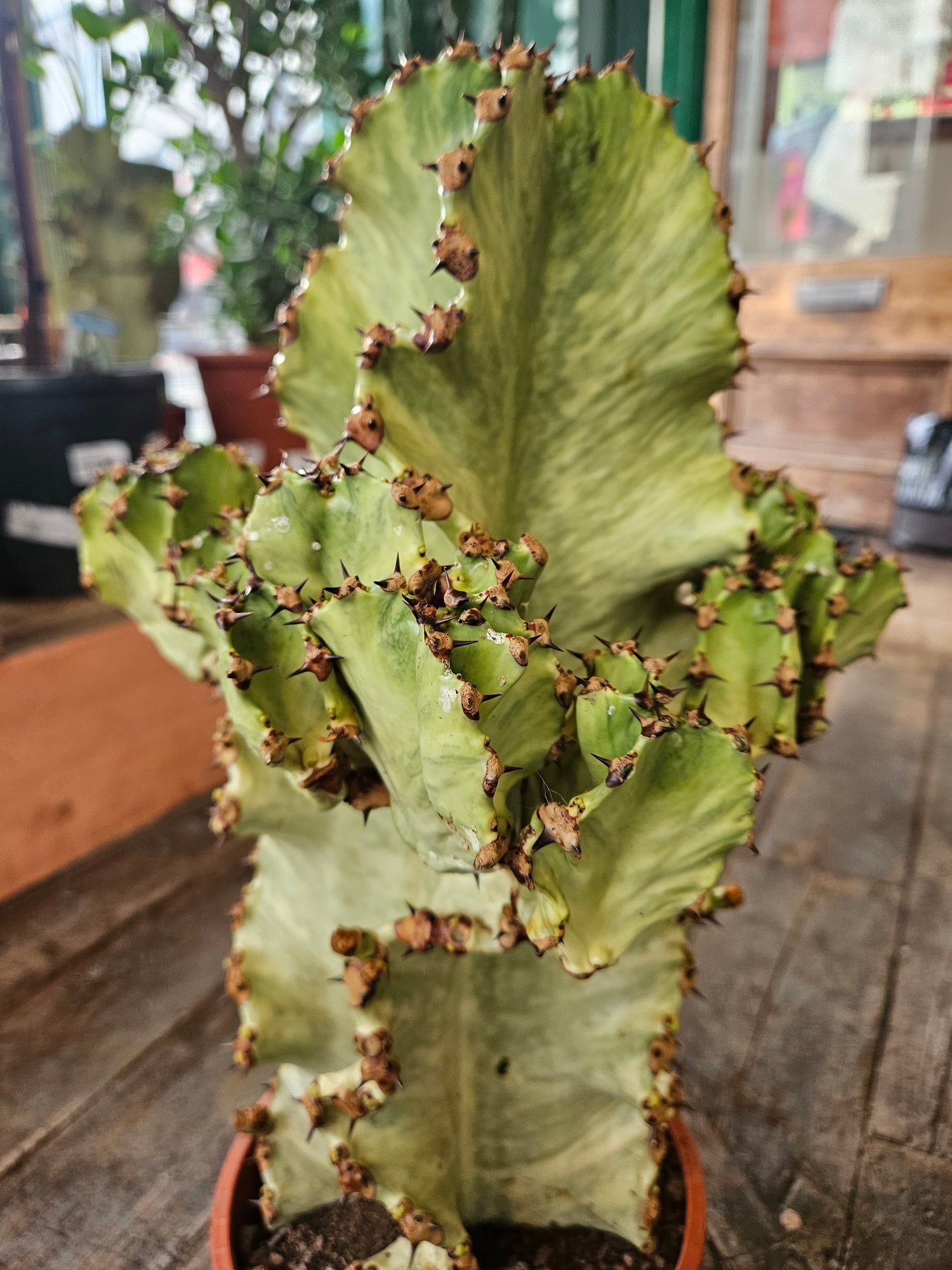 Euphorbia ingens marmorata (Marbled Candelabra Tree)