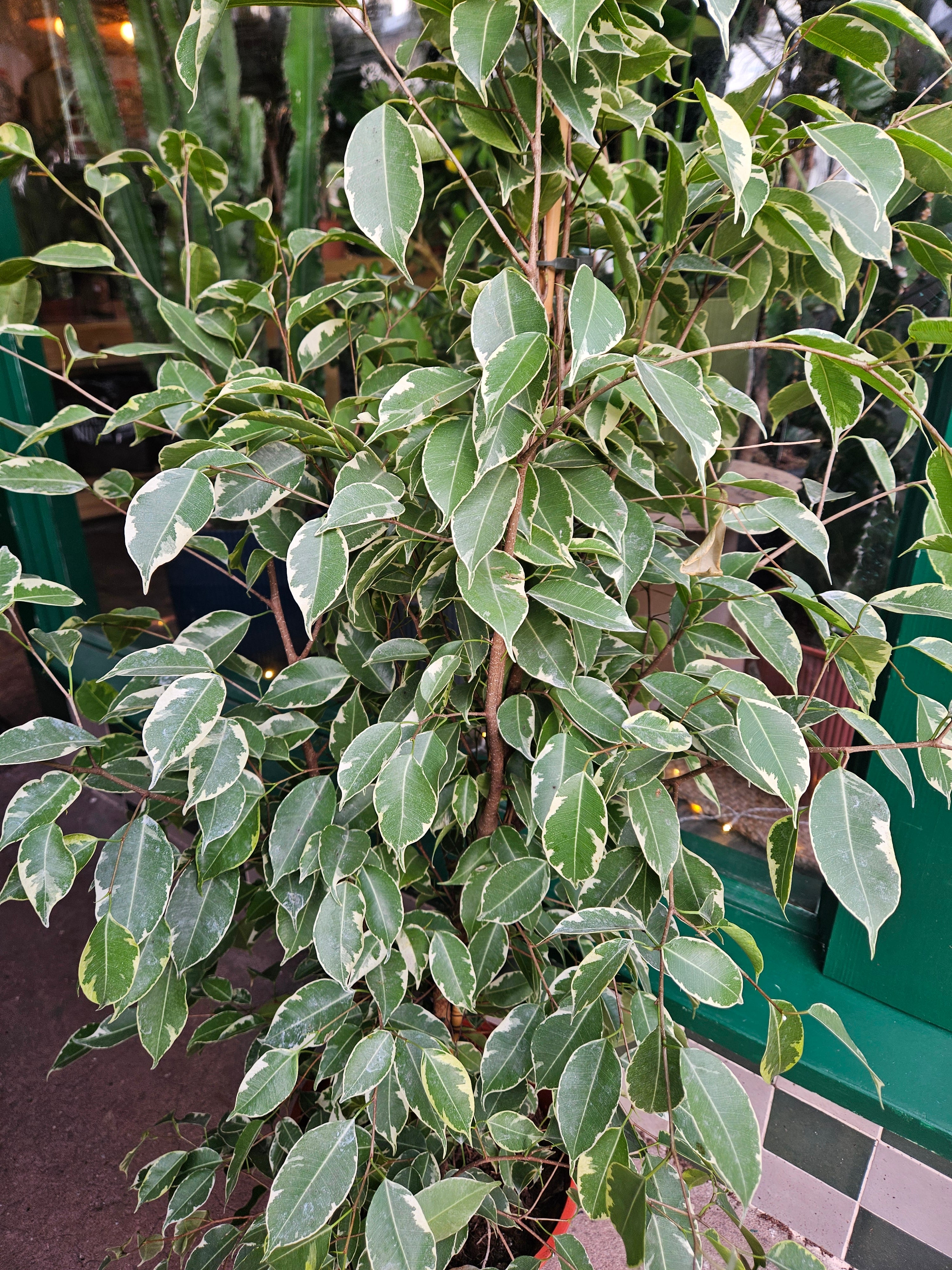 Ficus benjamina &