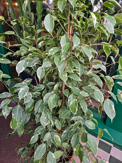 Ficus benjamina &