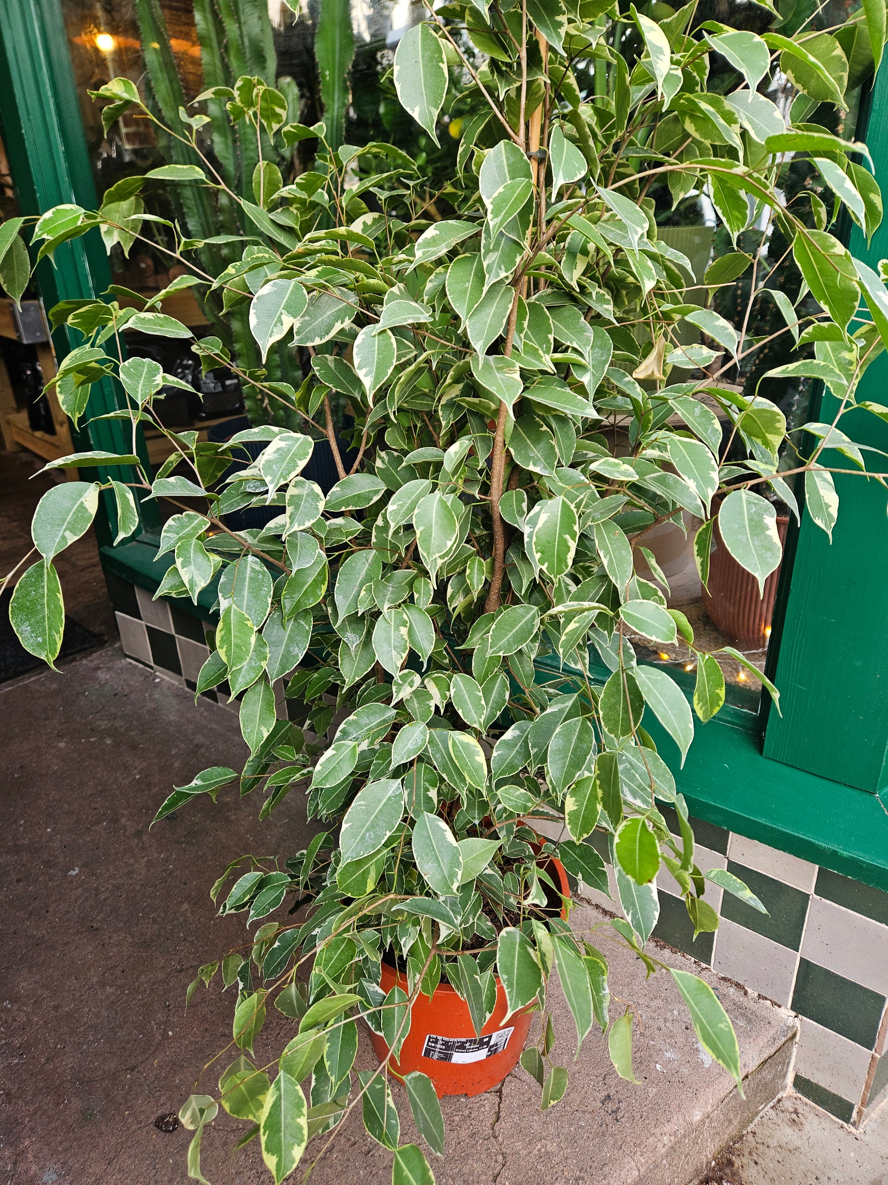 Ficus benjamina &