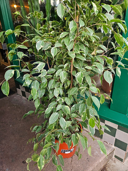 Ficus benjamina &