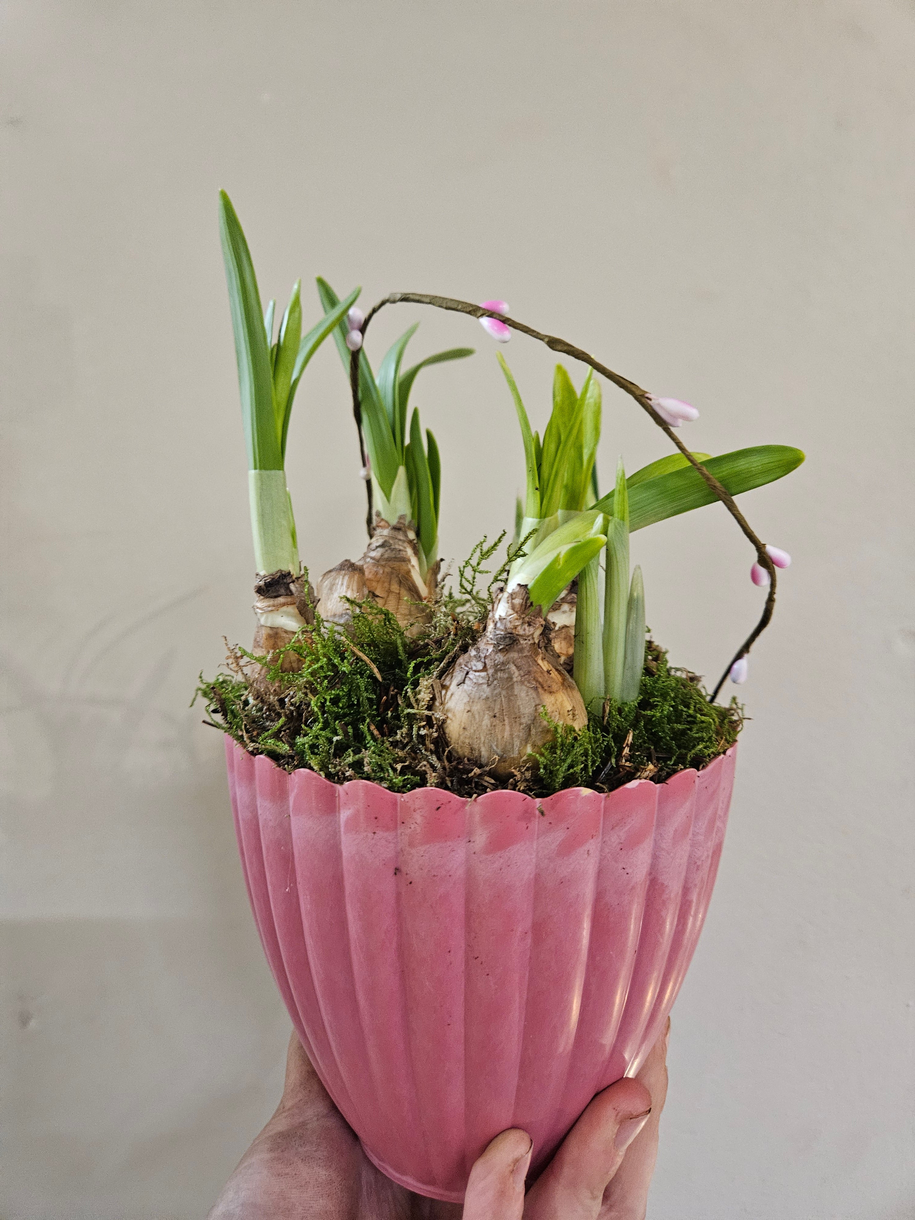 Spring bulb planter - cute valentines gift