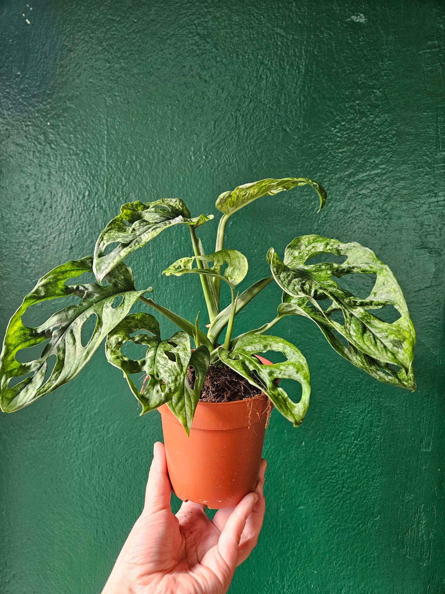 Monstera adansonii &