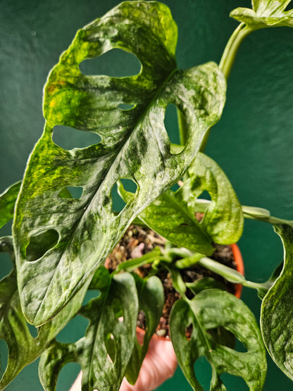 Monstera adansonii &