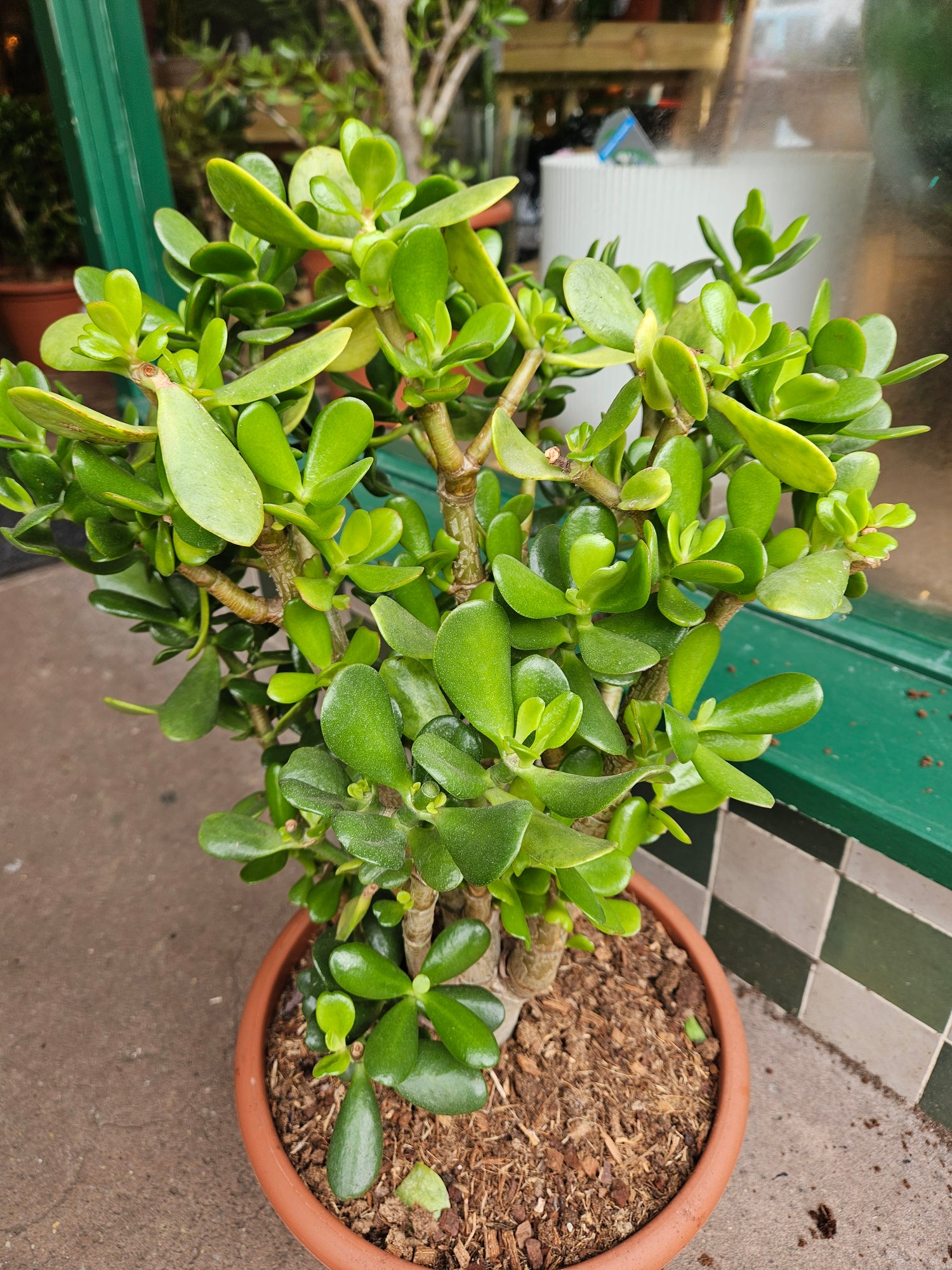 Crassula ovata (Jade plant)