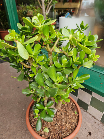 Crassula ovata (Jade plant)