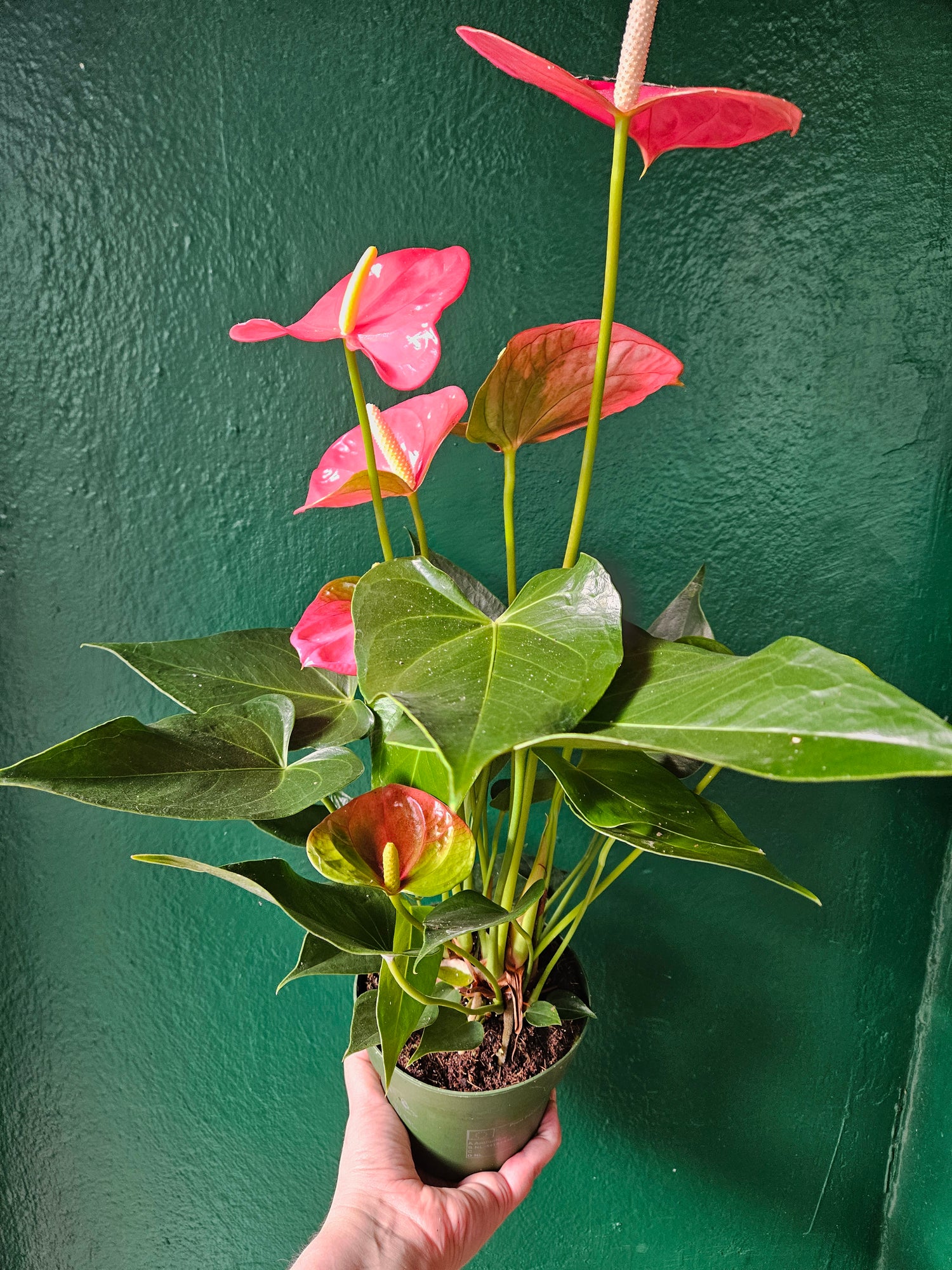 Anthurium andraeanum (Flamingo Flower)