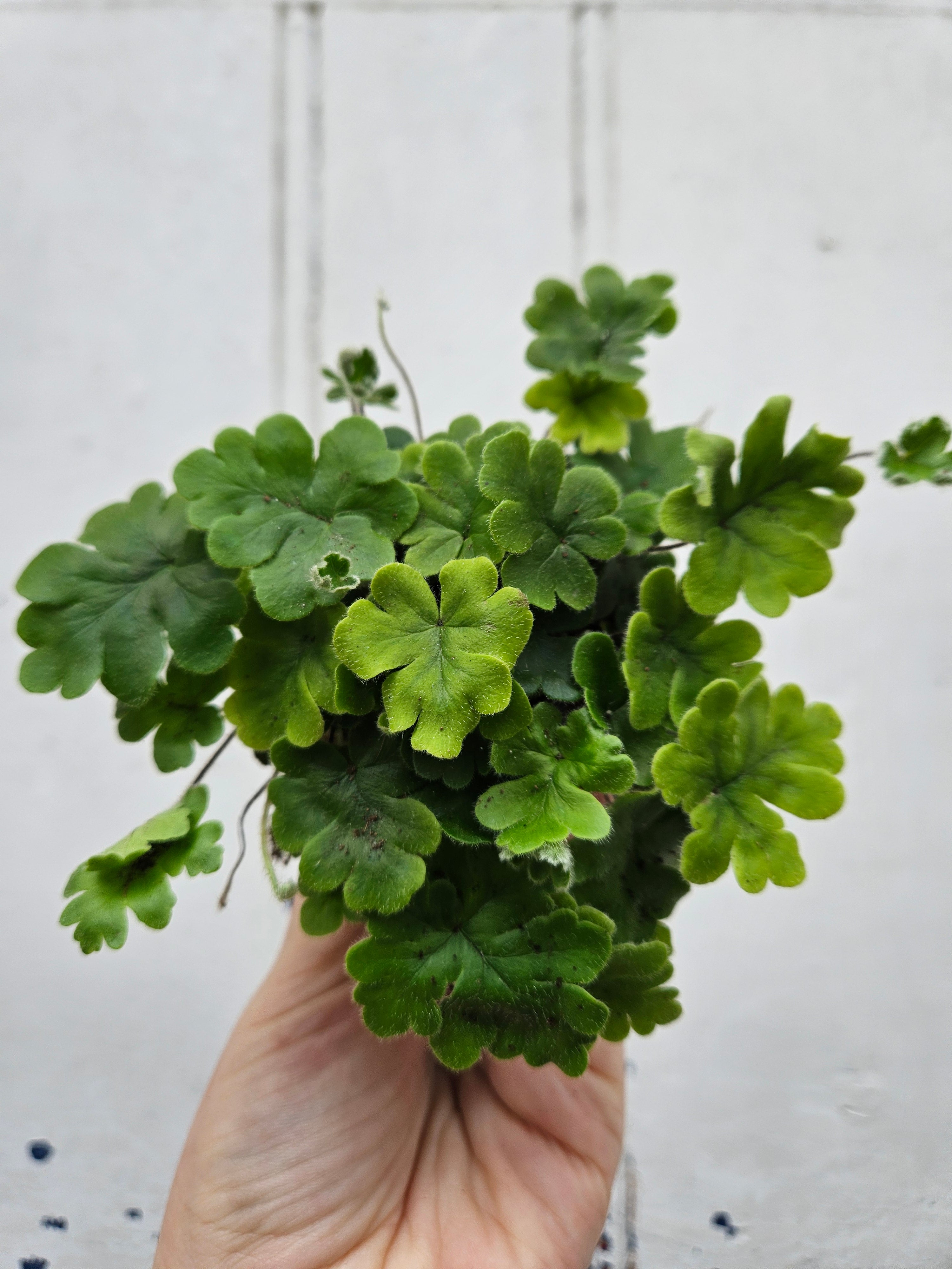 Doryopteris cordata (Antler Fern)