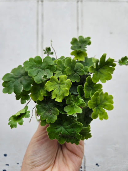 Doryopteris cordata (Antler Fern)