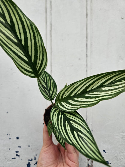 Calathea Vittata (Prayer Plant)