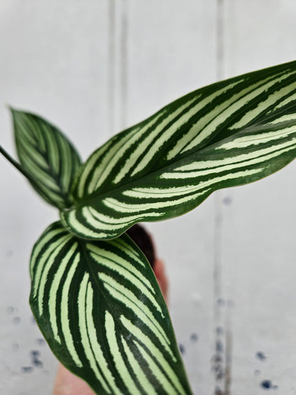 Calathea Vittata (Prayer Plant)