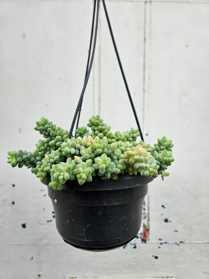 Sedum morganianum &