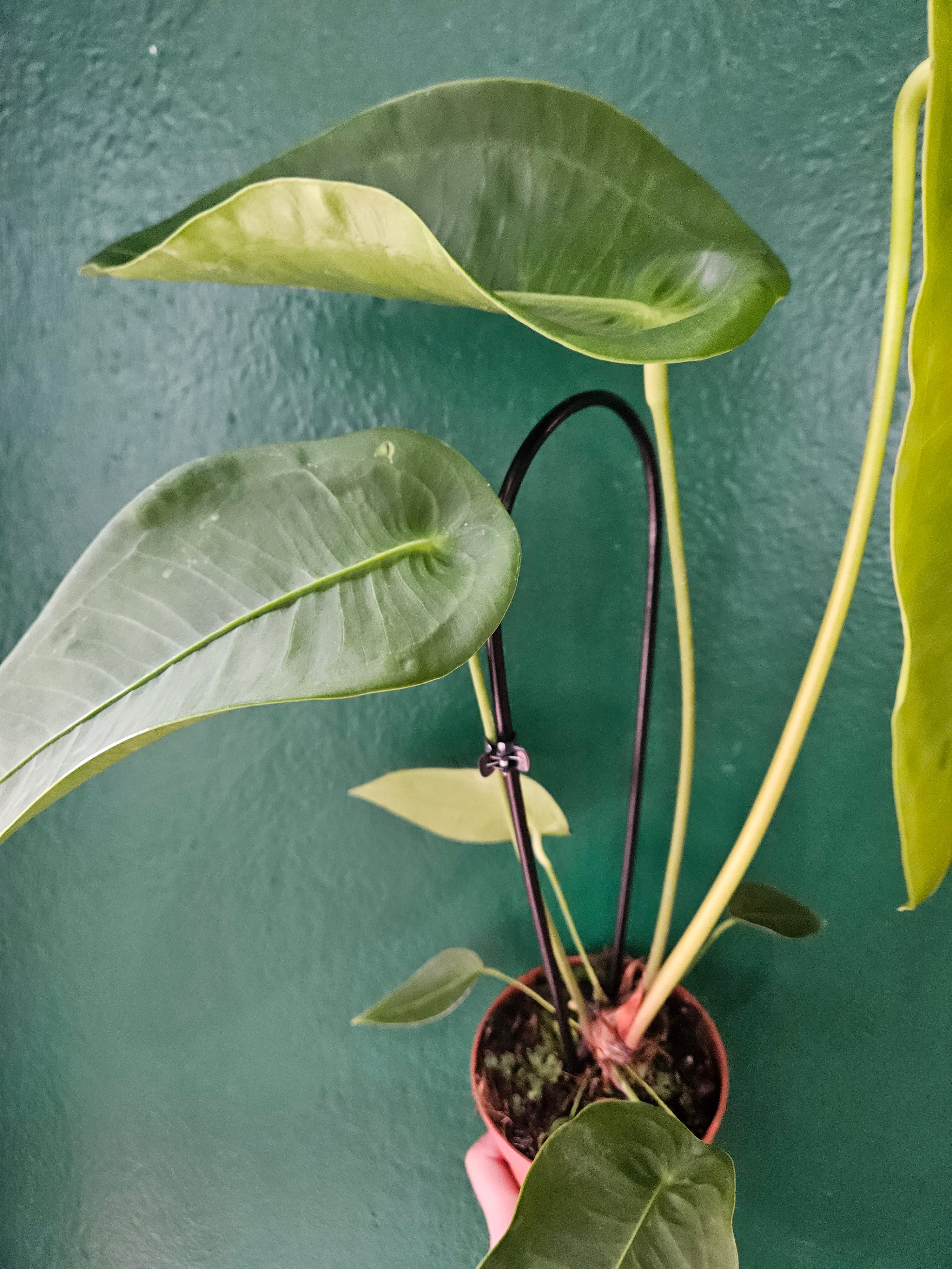 Anthurium peltigerum