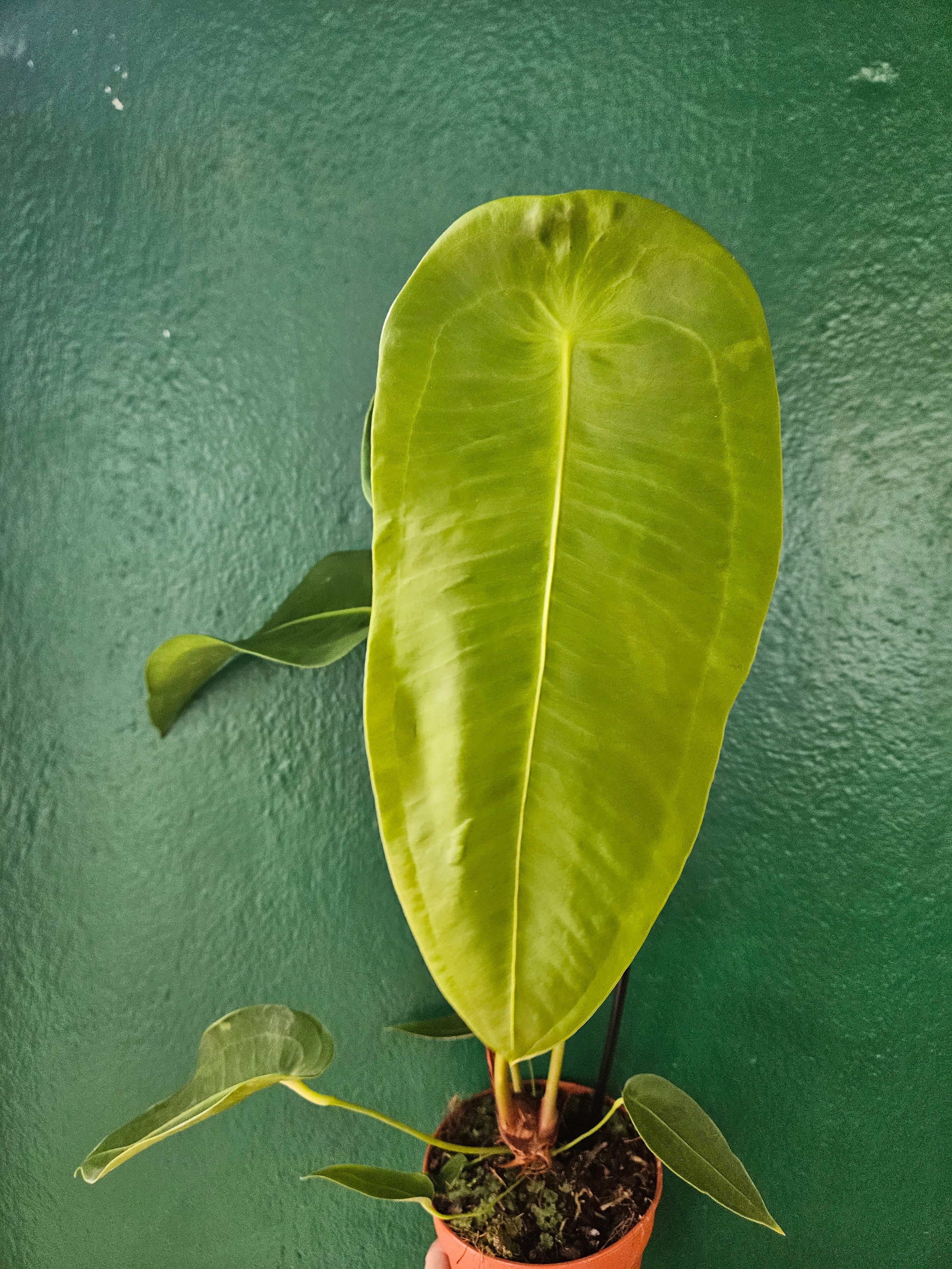 Anthurium peltigerum