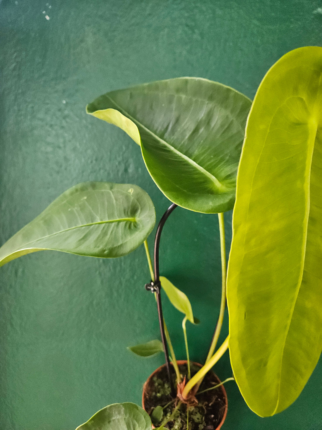 Anthurium peltigerum