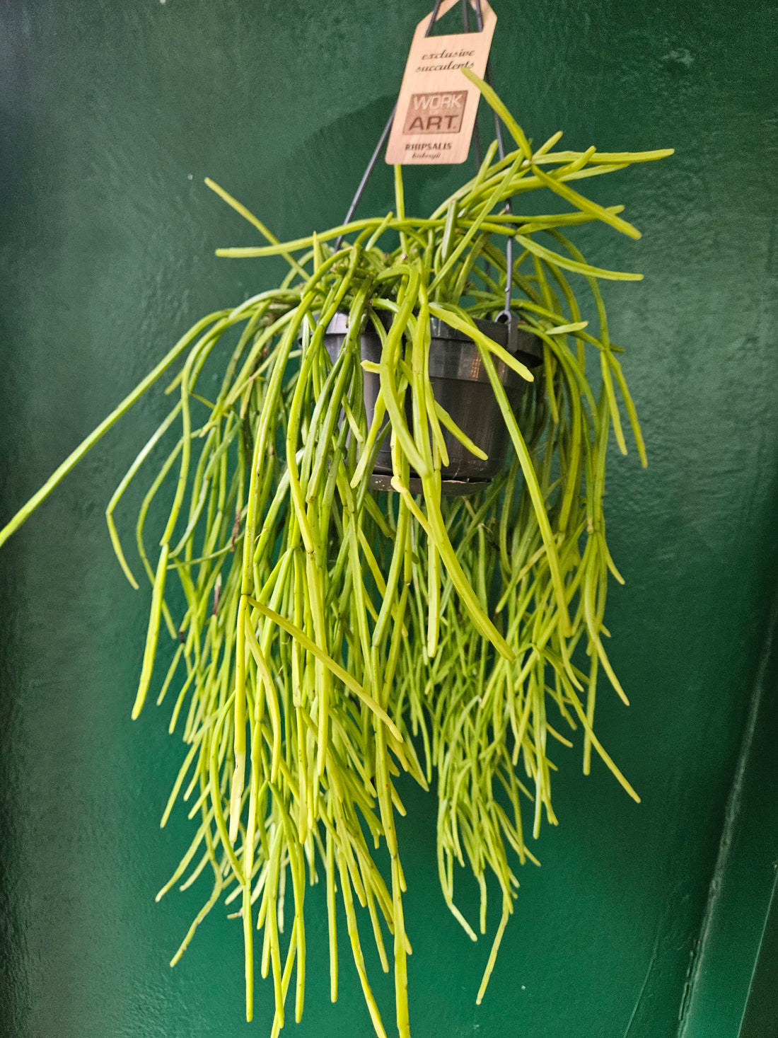 Rhipsalis kirbergii (Mistletoe cactus)