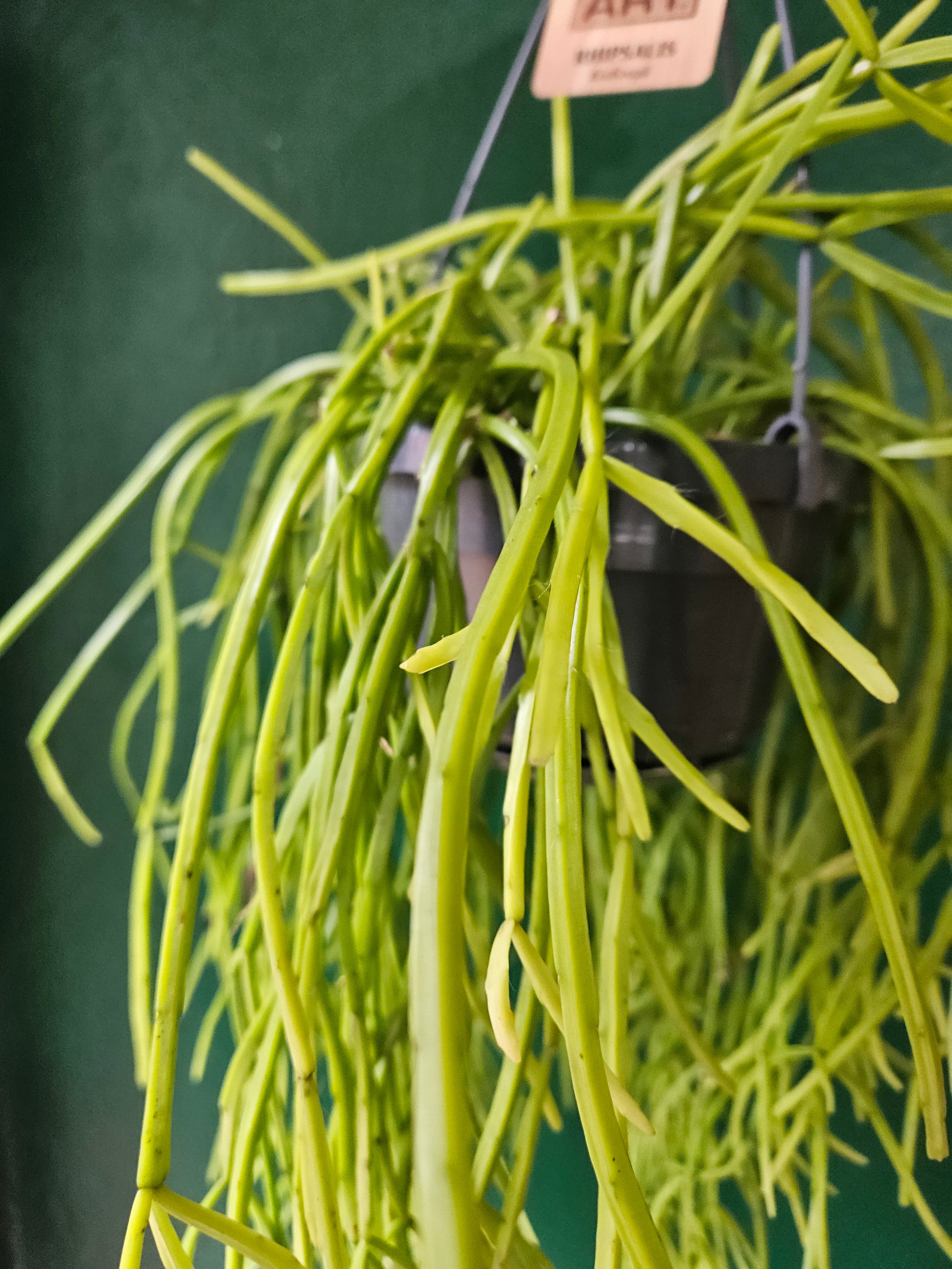 Rhipsalis kirbergii (Mistletoe cactus)