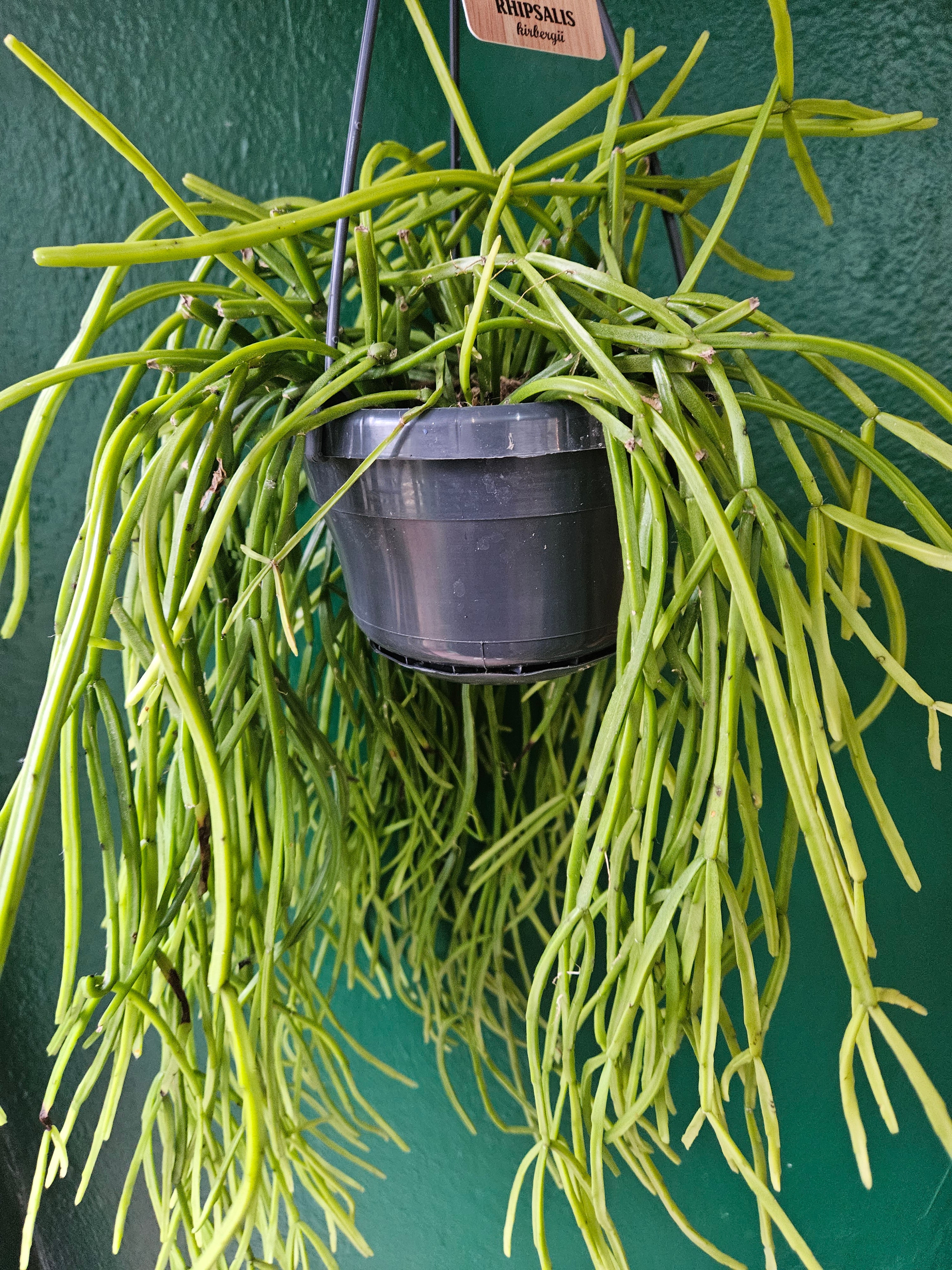 Rhipsalis kirbergii (Mistletoe cactus)