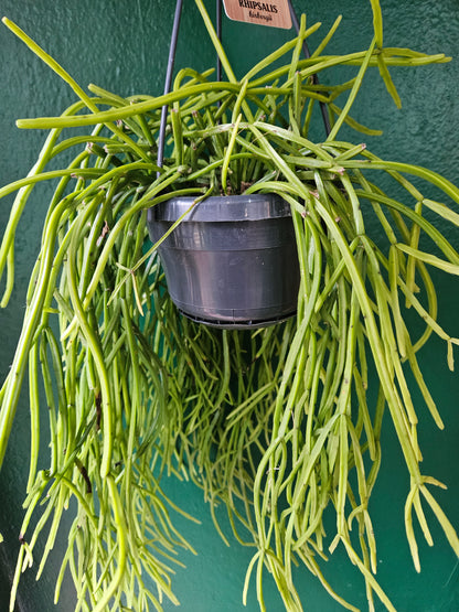 Rhipsalis kirbergii (Mistletoe cactus)