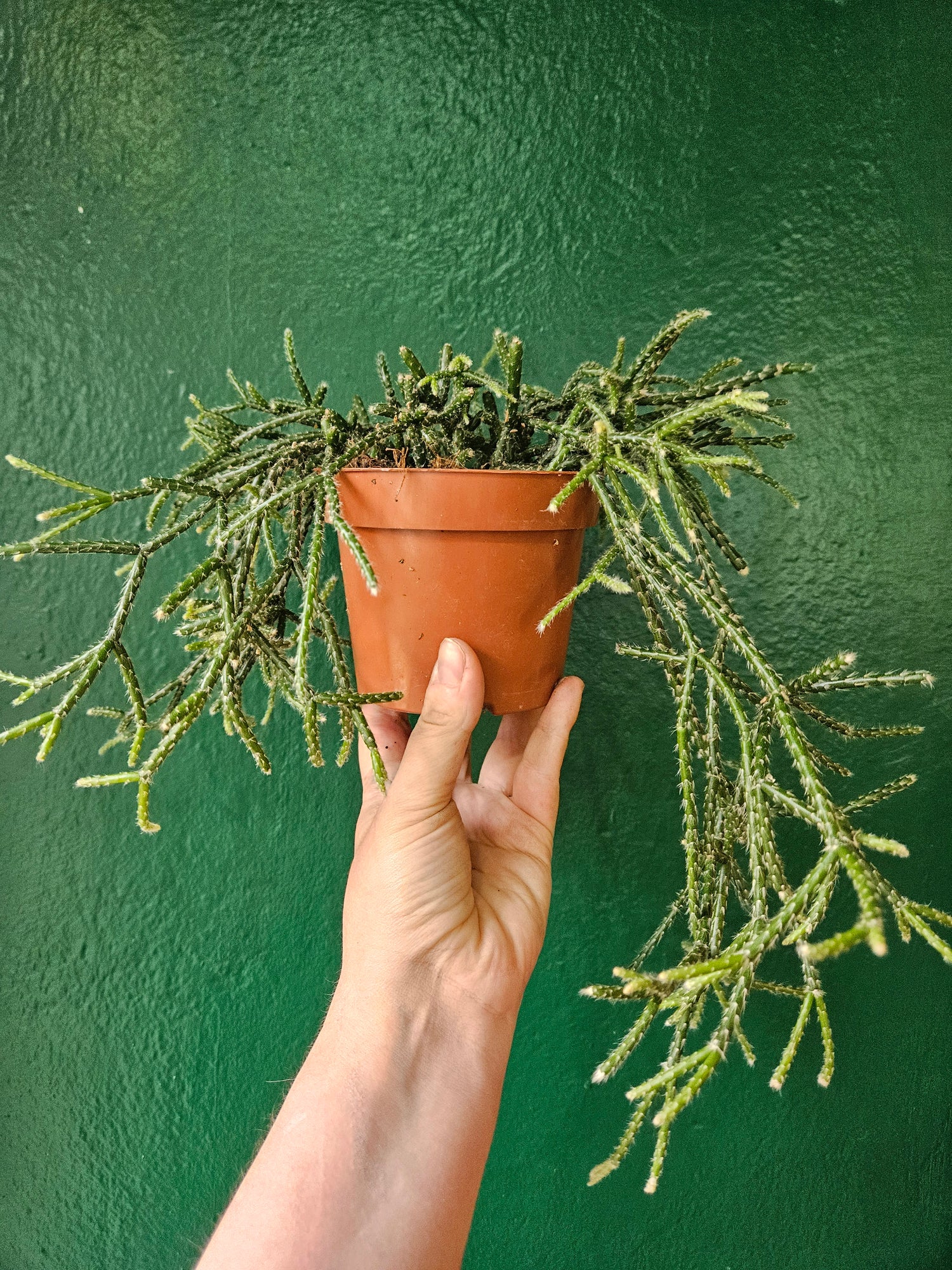 Rhipsalis pilocarpa (Hairy-fruited wickerware cactus)