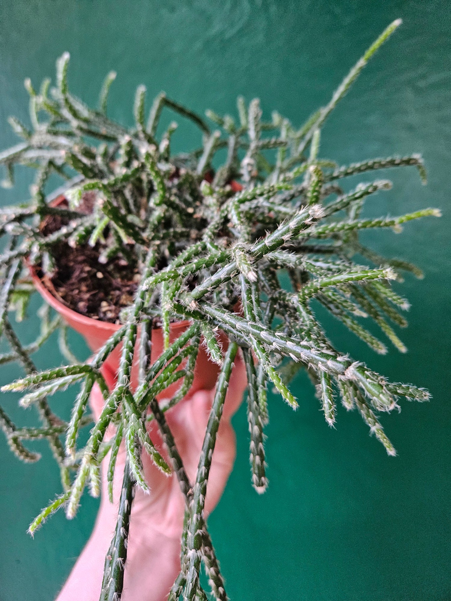 Rhipsalis pilocarpa (Hairy-fruited wickerware cactus)