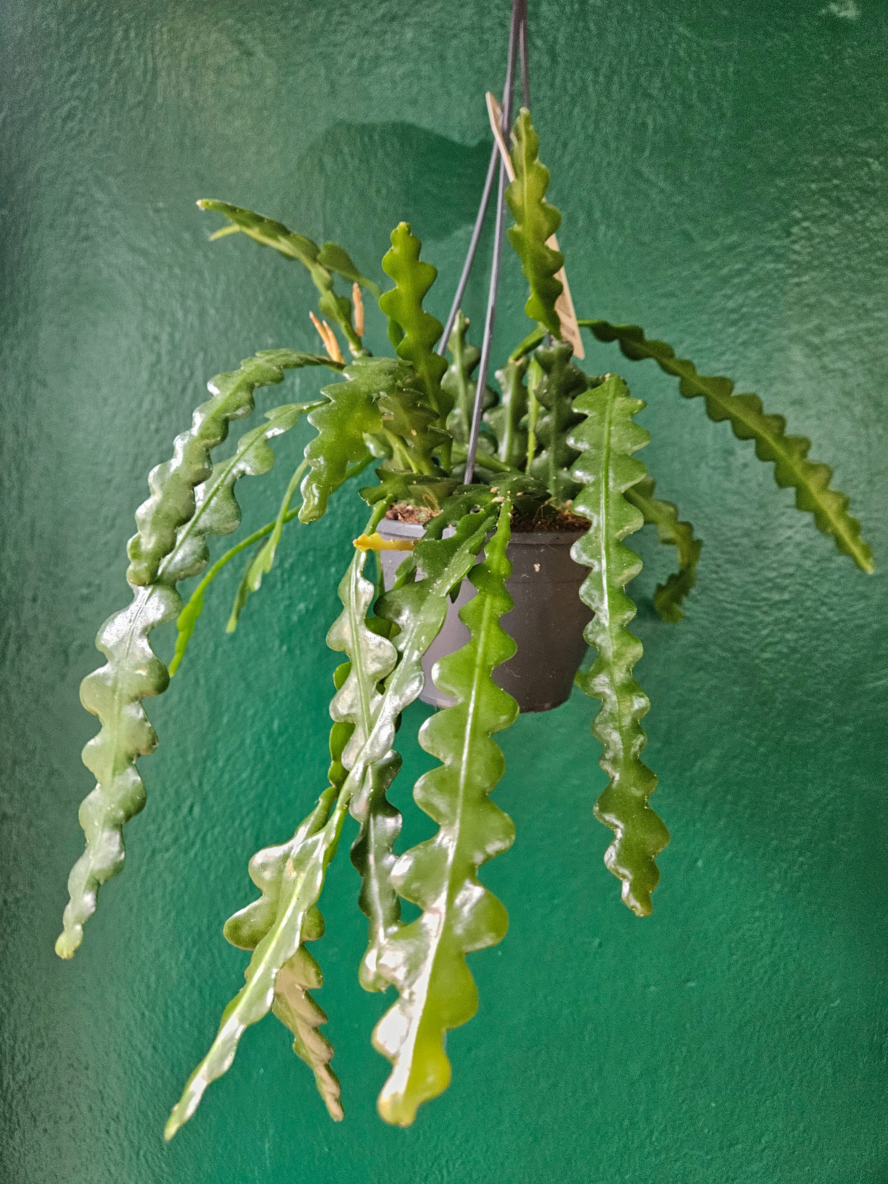 Disocactus anguliger (Fishbone Cactus)