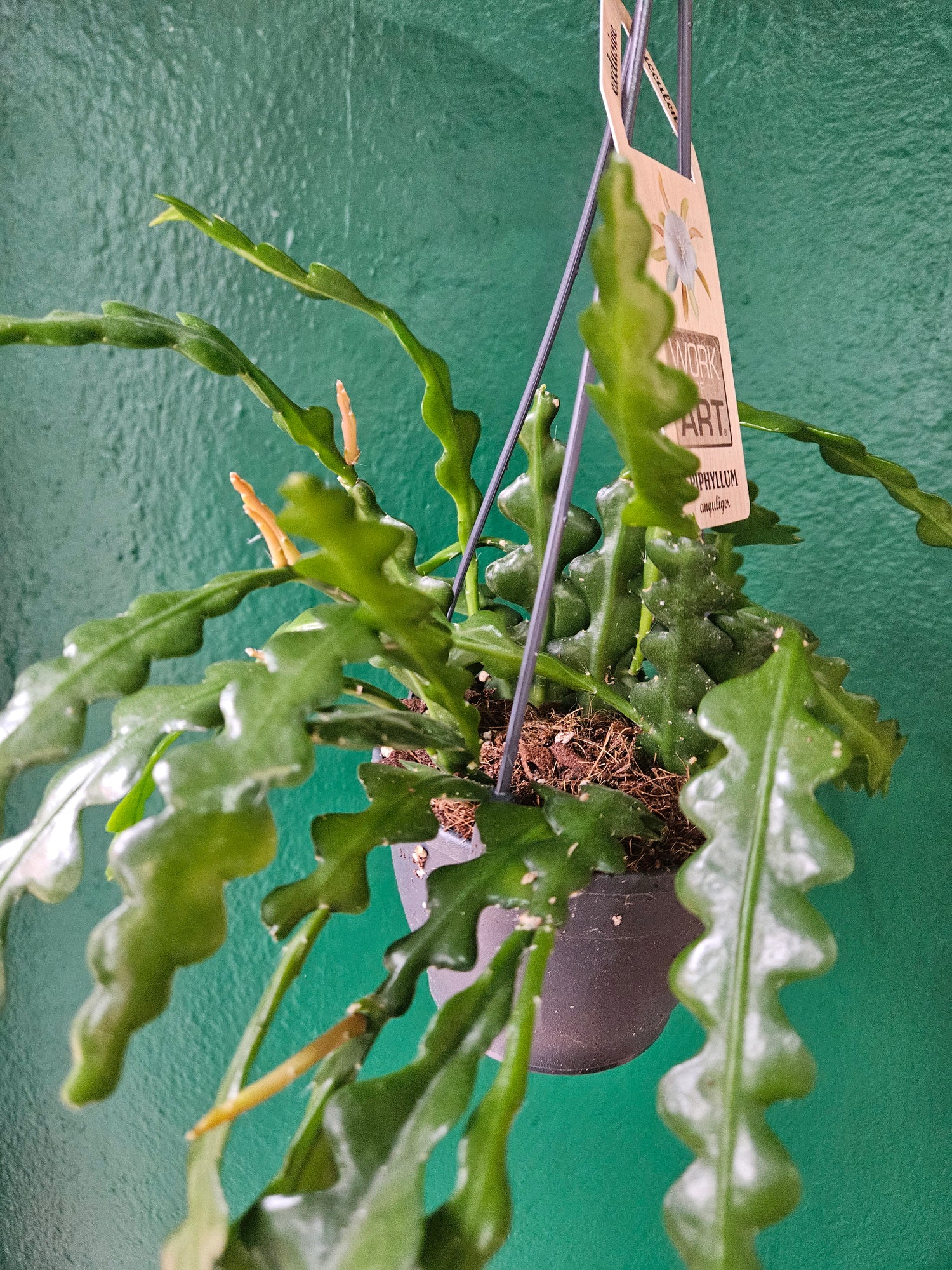 Disocactus anguliger (Fishbone Cactus)