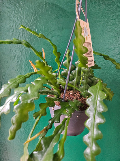 Disocactus anguliger (Fishbone Cactus)