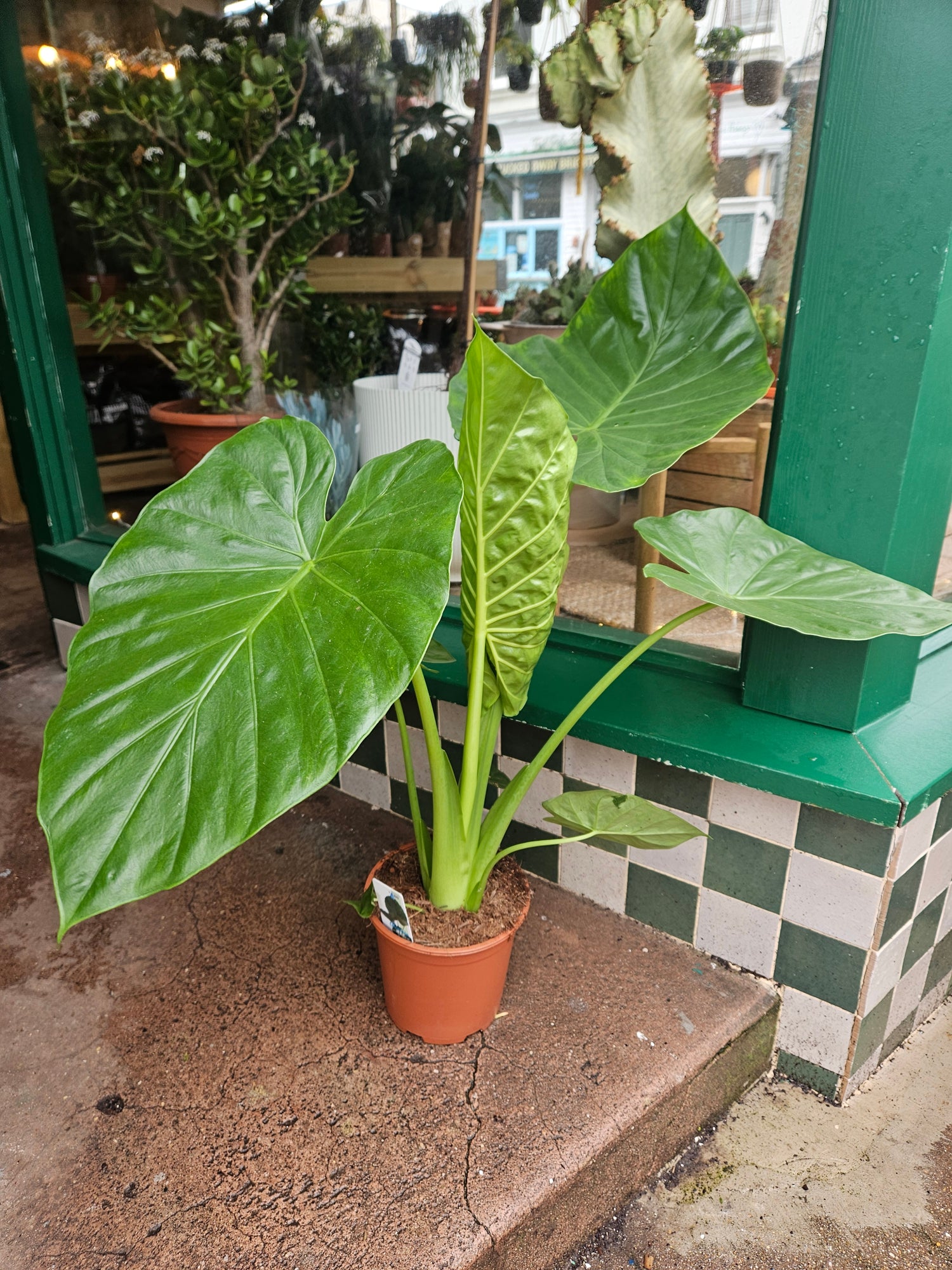 Alocasia macrorrhizos (Giant Taro)