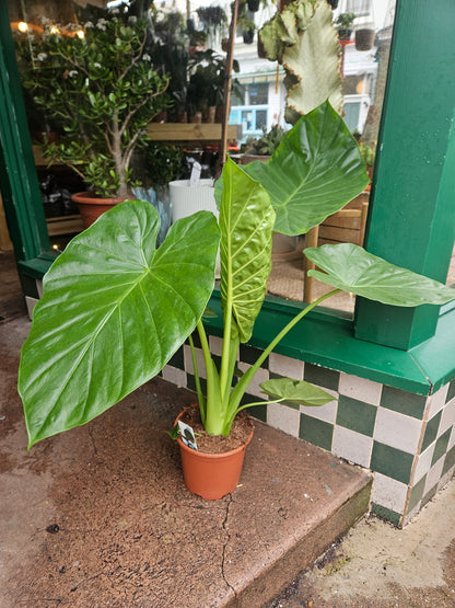 Alocasia macrorrhizos (Giant Taro)