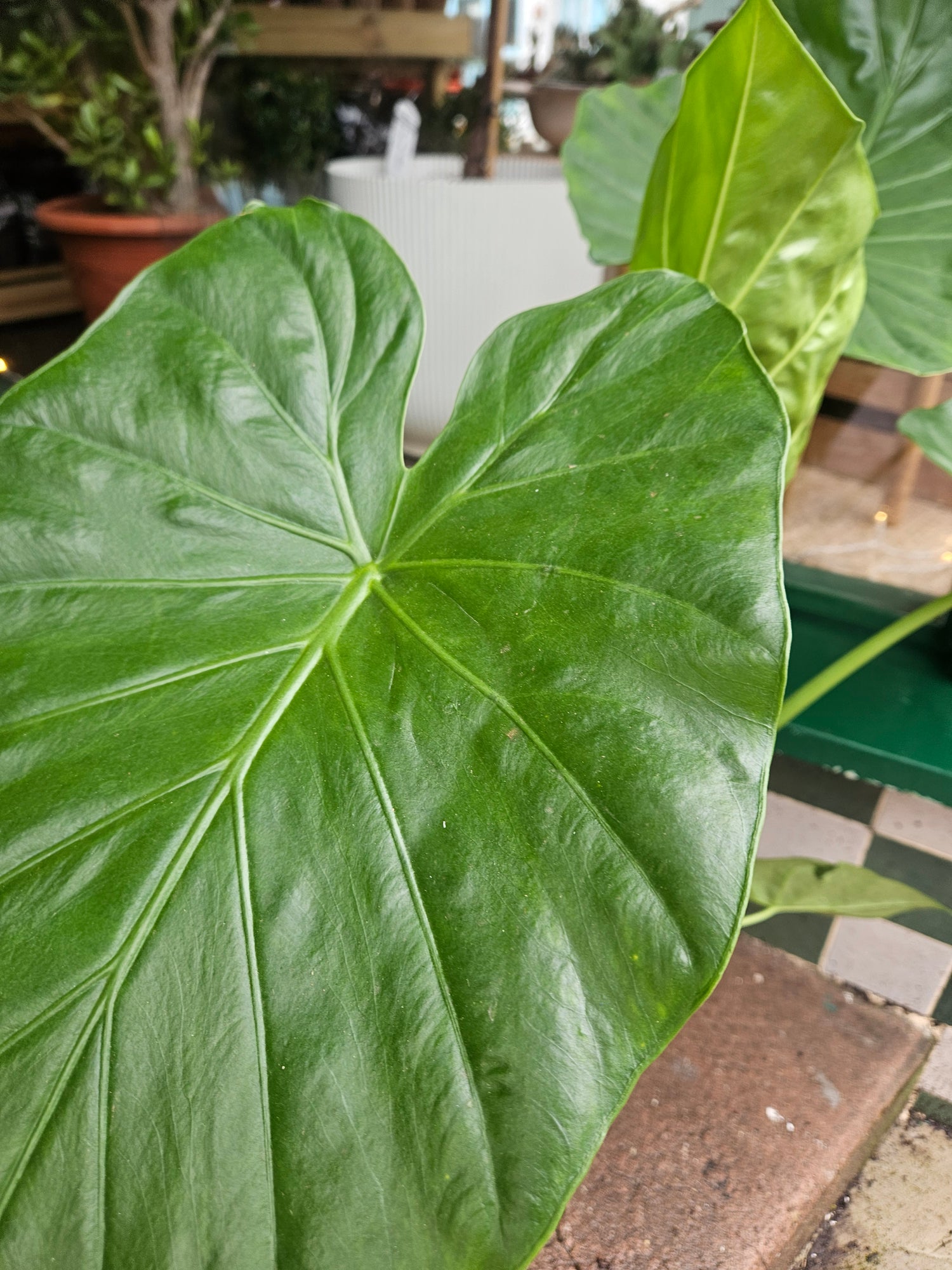 Alocasia macrorrhizos (Giant Taro)