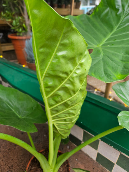 Alocasia macrorrhizos (Giant Taro)