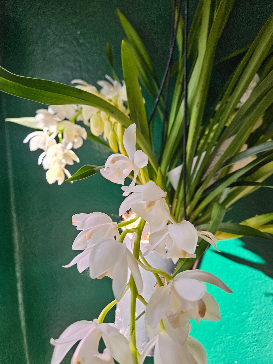 Cymbidium &